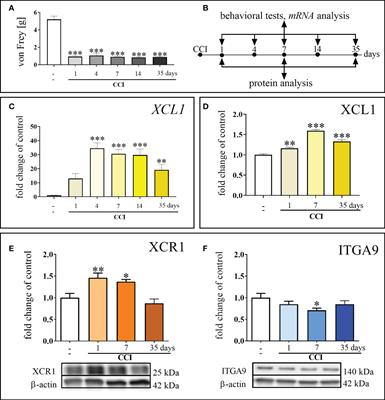 New insights into the analgesic properties of the XCL1/XCR1 and XCL1/ITGA9 axes modulation under neuropathic pain conditions - evidence from animal studies